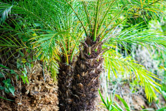 WILD Maderas 1080x1350 boutique jungle resoirt 2026 (5)