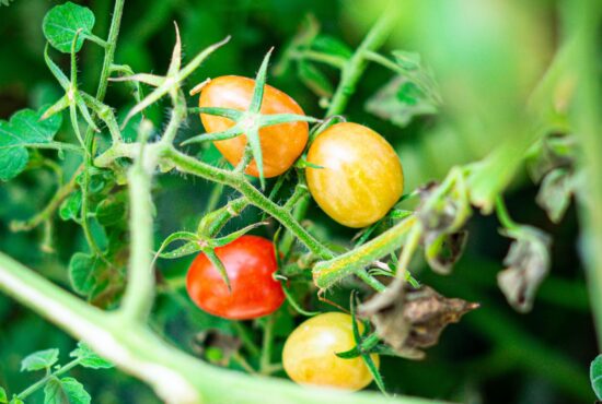 WILD Maderas 1080x1350 boutique jungle resoirt 2026 (6)